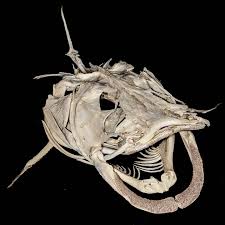 Image result for Pylodictis olivaris