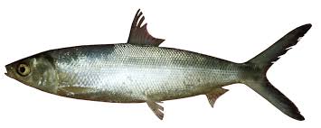 Image result for Chanos chanos