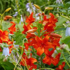 Image result for Lilium martagon `Arabian Night`