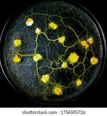 Attēlu rezultāti vaicājumam “Physarum murinum spores”