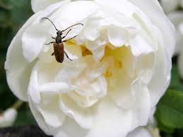 Attēlu rezultāti vaicājumam “Paracorymbia maculicornis”