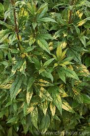 Attēlu rezultāti vaicājumam “Eupatorium cannabinum leaf”