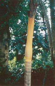 Attēlu rezultāti vaicājumam “Diderma montanum var. album macro”