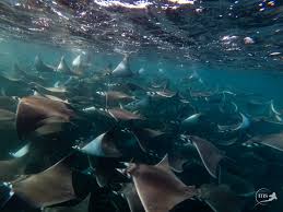 Image result for Mobula munkiana