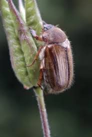 Attēlu rezultāti vaicājumam “Amphimallon solstitiale”