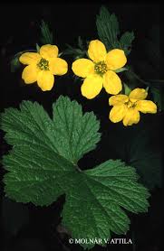 Attēlu rezultāti vaicājumam “Waldsteinia geoides flower”