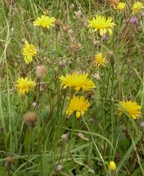 Attēlu rezultāti vaicājumam “Leontodon hispidus”