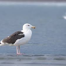 Attēlu rezultāti vaicājumam “Larus marinus adult”