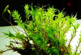 Attēlu rezultāti vaicājumam “Pohlia cruda”