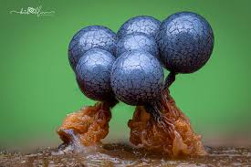 Attēlu rezultāti vaicājumam “Cribraria argillacea sessile”