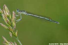 Attēlu rezultāti vaicājumam “Platycnemis pennipes female”
