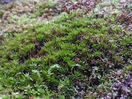 Attēlu rezultāti vaicājumam “Timmia megapolitana”