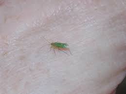 Attēlu rezultāti vaicājumam “Blepharidopterus angulatus”