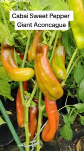 Afbeeldingsresultaat voor aconcagua sweet pepper