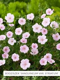 Image result for Storchschnäbel