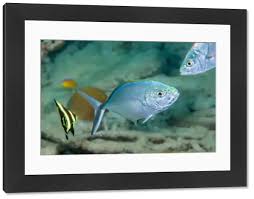 Image result for Caranx ruber