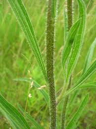 Image result for Echinacea pallida