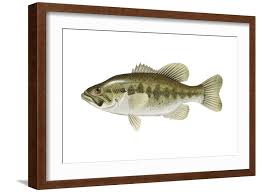 Image result for Micropterus salmoides