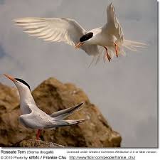 Image result for Sterna dougallii