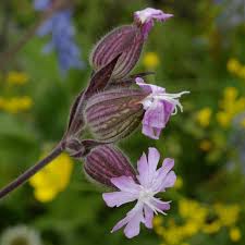Attēlu rezultāti vaicājumam “Silene borysthenica”