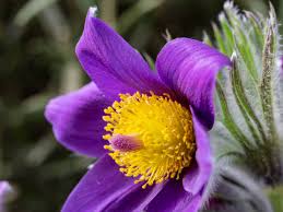 Attēlu rezultāti vaicājumam “Pulsatilla pratensis flower”
