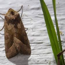 Attēlu rezultāti vaicājumam “Hydraecia micacea”