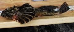 Image result for Myoxocephalus quadricornis