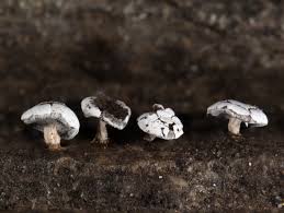 Attēlu rezultāti vaicājumam “Diderma hemisphaericum plasmodium”