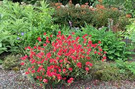 Attēlu rezultāti vaicājumam “Helianthemum x hybridum”