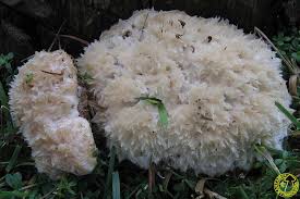 Attēlu rezultāti vaicājumam “Postia ptychogaster”