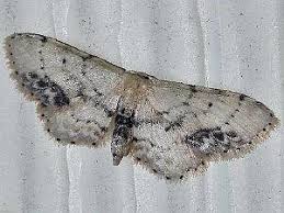 Attēlu rezultāti vaicājumam “Idaea dimidiata”