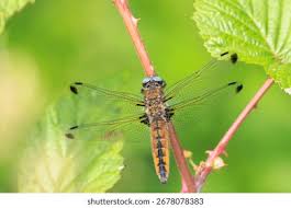 Attēlu rezultāti vaicājumam “Libellula fulva”