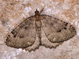 Attēlu rezultāti vaicājumam “Triphosa dubitata”