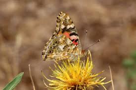 Attēlu rezultāti vaicājumam “Vanessa cardui underside”