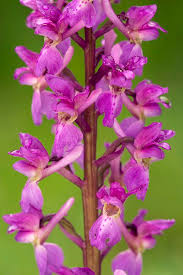Attēlu rezultāti vaicājumam “Orchis mascula flower”