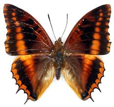 Attēlu rezultāti vaicājumam “Nymphalidae”