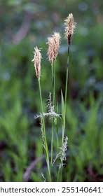 Attēlu rezultāti vaicājumam “Carex pilosa flower”
