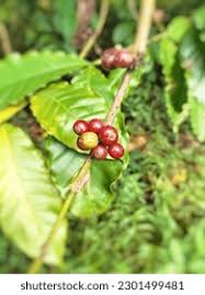 Attēlu rezultāti vaicājumam “Rubiaceae”