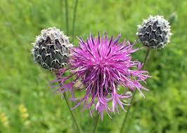 Attēlu rezultāti vaicājumam “Centaurea scabiosa flower”