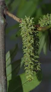 Attēlu rezultāti vaicājumam “Pterocarya fraxinifolia male flower”