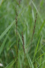Attēlu rezultāti vaicājumam “Molinia caerulea leaf”