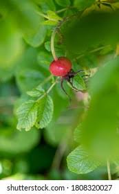 Attēlu rezultāti vaicājumam “Rosa majalis fruit”