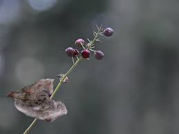 Attēlu rezultāti vaicājumam “Maianthemum bifolium fruit”