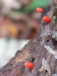 Attēlu rezultāti vaicājumam “Lycogala conicum”