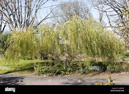Attēlu rezultāti vaicājumam “Betula pendula Youngii”