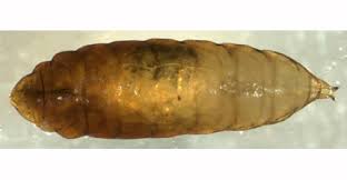 Attēlu rezultāti vaicājumam “Eilema griseola larva”