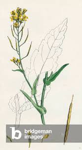 Attēlu rezultāti vaicājumam “Brassica napus”