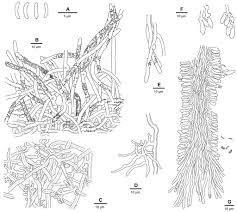 Attēlu rezultāti vaicājumam “Skeletocutis stellae”