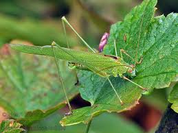 Attēlu rezultāti vaicājumam “Phaneroptera falcata”