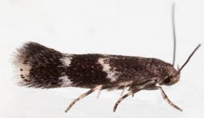 Attēlu rezultāti vaicājumam “Elachista maculicerusella”